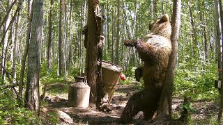 Четыре Медведя Пришли На Приваду В Один День.