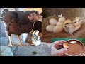 Hatching Days Of My Broody Hen
