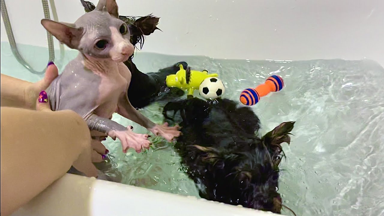 щенок с котом