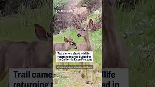 Wildlife returns to Eaton Fire burn zone
