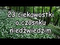 Czosnek niedźwiedzi - 23 ciekawostki.