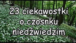 Czosnek Niedźwiedzi - 23 Ciekawostki.
