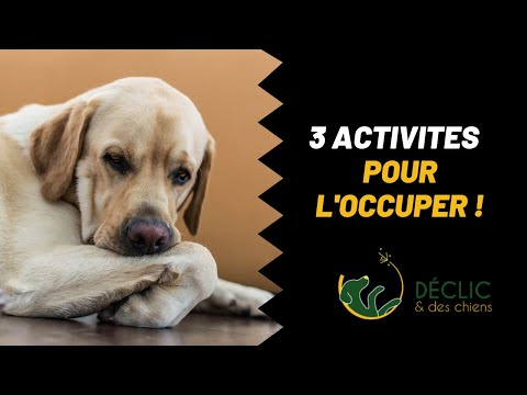 Vidéo: Comment faire en sorte que mon Chihuahua, âgé d'un an, utilise le papier lorsqu'il pleut à l'extérieur?