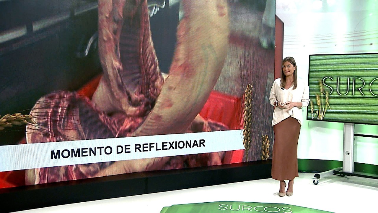 T17/E29: El sector del porcino comienza a recuperarse