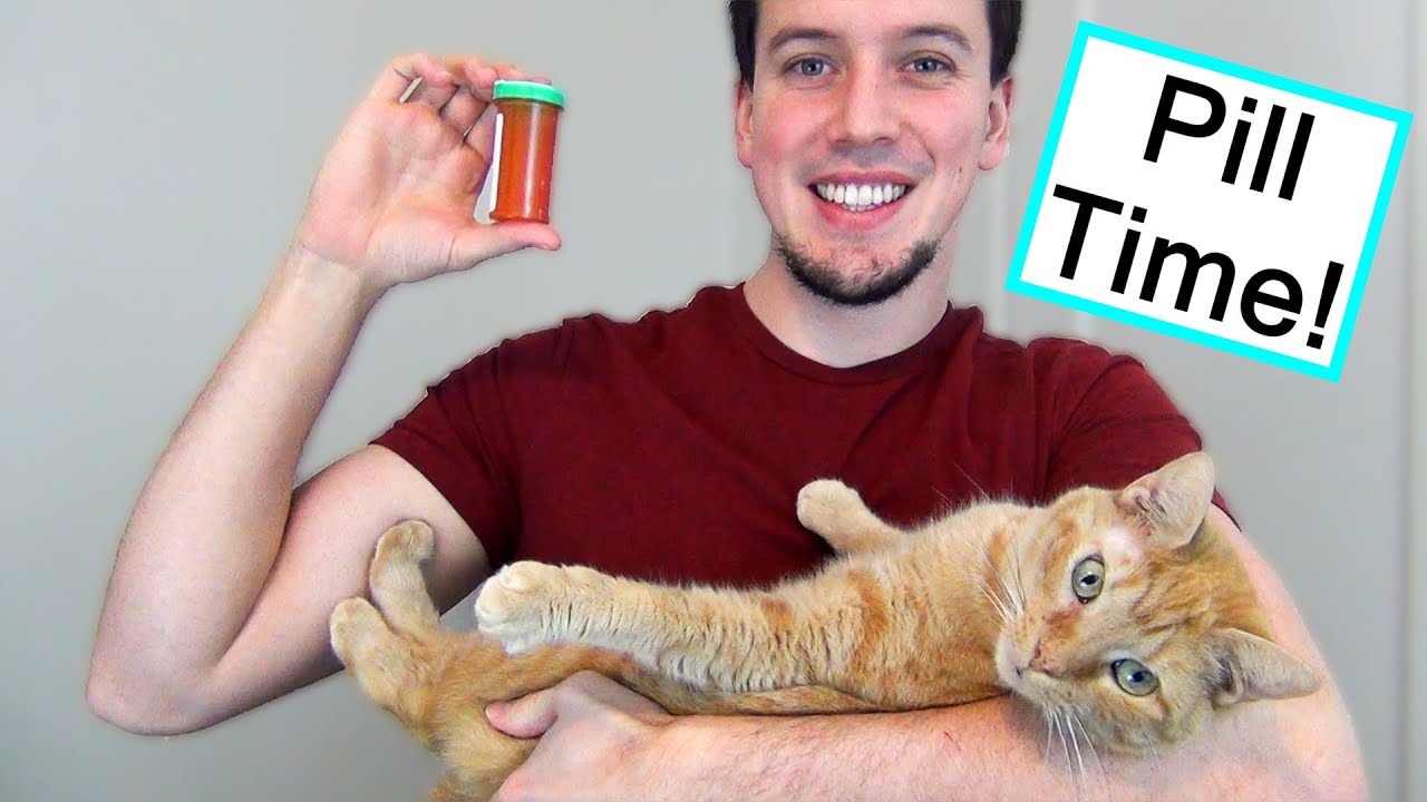 How To Give Your Cat A Pill The Easy Way!