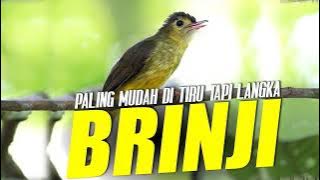 MASTERAN BRINJI TUNGGIR.....!!!!