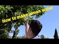 Making Lemon water: Lemons For Leukemia