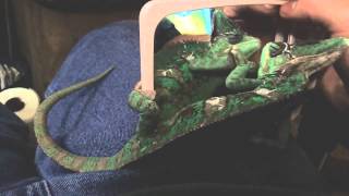 Rango sees the mirror for the first time