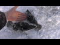 Супер клёв! Зимняя ловля ротана. Берёт на всё. Super cool! Huge trophies for winter fishing!