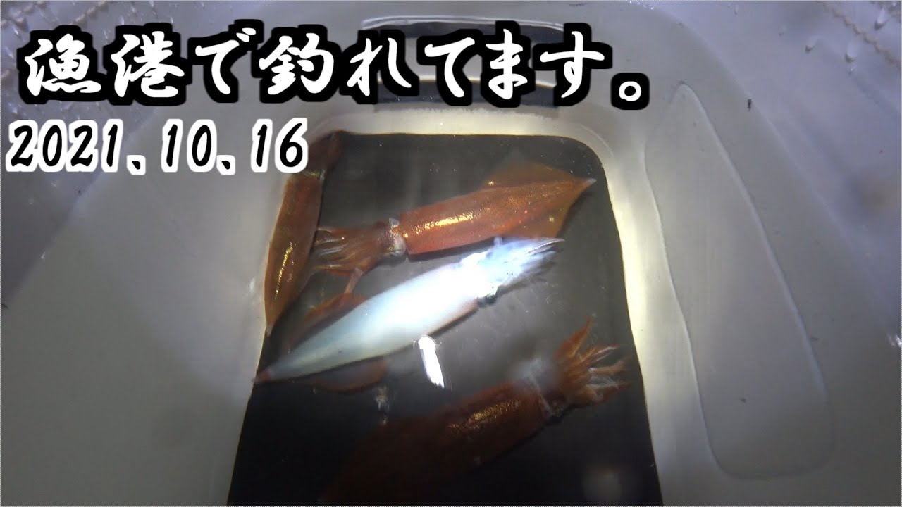 【エギング】漁港でたくさん釣る方法　三陸つりしとがんせ　vol 43