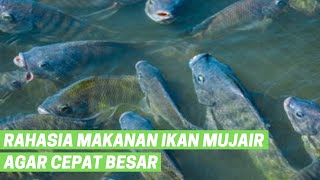 Jarang Diketahui Orang ! 3  Rahasia Makanan Ikan Mujair Agar Cepat Besar