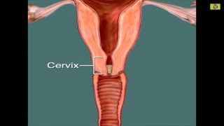 Ovulation Calculator - Most fertile time to get pregnant   - Women's guide