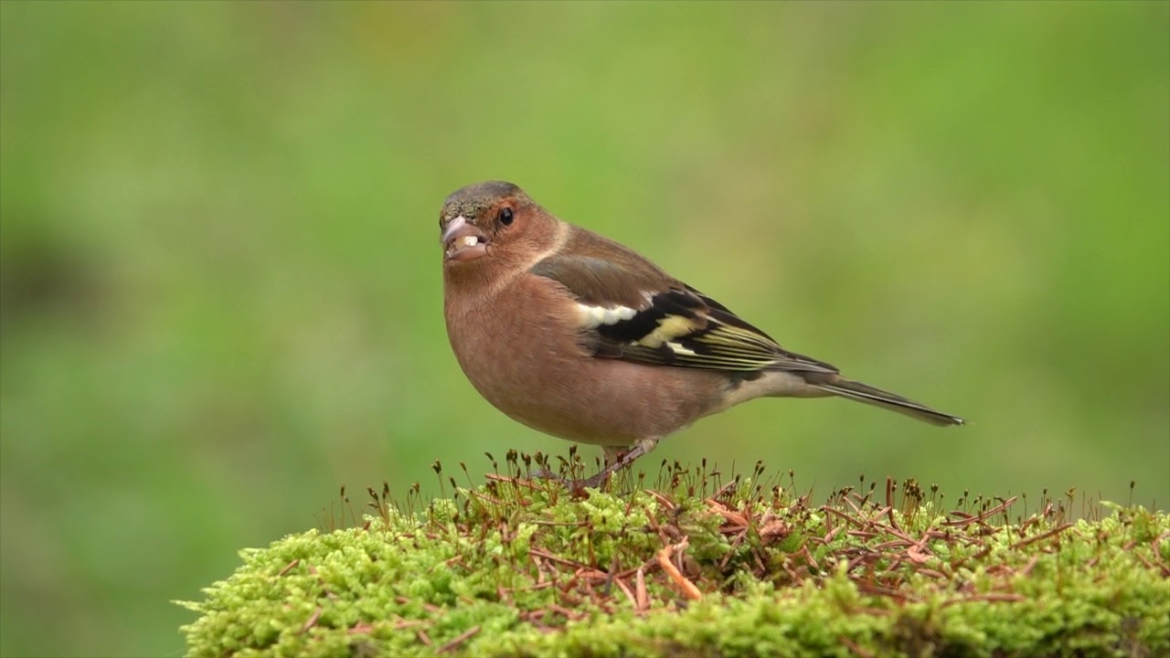 hornets font Common Chaffinch / Buchfink SONY RX10 IV 4K