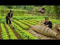 Dwarf Family Builds Giant Fish Traps & Revives the Garden | Survival Life