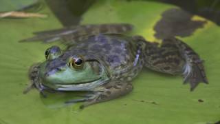 5 Facts About Frogs, For Kids