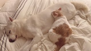 A Dog & Kitty Want To Sleep Together (Jindo Dog) by 진똑개 풍이 149,894 views 1 year ago 8 minutes, 25 seconds