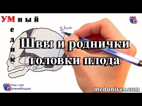 Швы и роднички плода. Плод как объект родов - meduniver.com