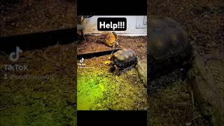 Tortoise Saves His Friend?