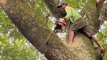 Dangerous leaning tree cutting... STIHL ms 881.