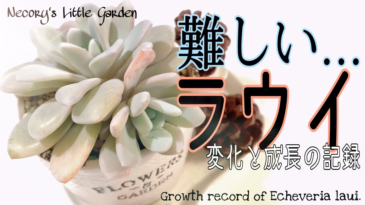 14 【ラウイ】変化の成長記録/The process of change in Echeveria