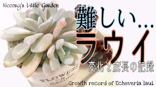 #14  【ラウイ】変化の成長記録/The process of change in Echeveria laui.