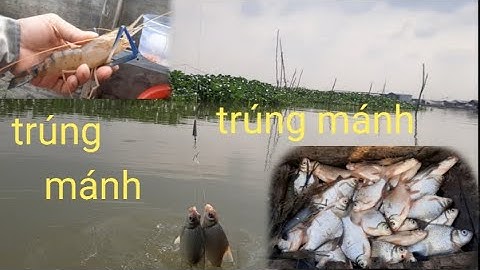 Câu cá dảnh sông tiền đầu mùa,trúng mánh toàn cá to
