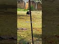 spider kw core