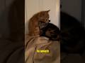 Cute Animals That Love to Cuddle! #animals