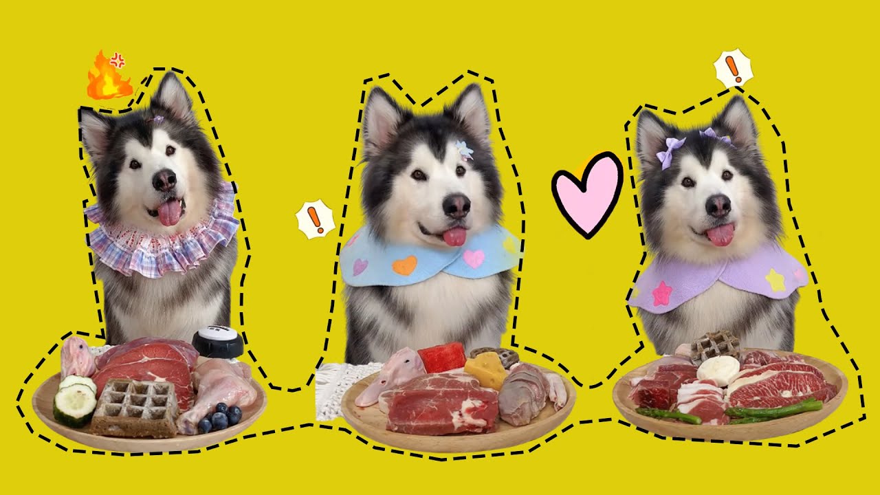 ASMR MUKBANG HUSKY EATING RAW CHICKEN HEADS LEGS HORSE HEART