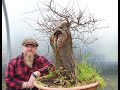 Graham potter fait du travail sur le bonsa  prunus