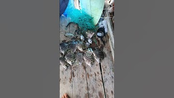 Báo cá dìa nâu #dânbiển #cauca