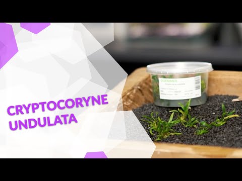 Video: Muhteşem Cryptocoryne Wendt