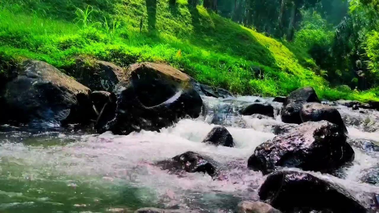 Relaxing Forest Sounds, Water Sounds and Birds Chirping, Babbling Brook, 