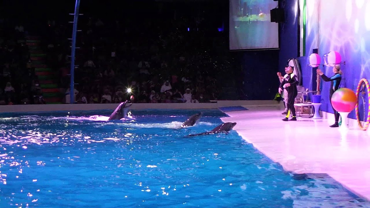 Dolphin Show at Dubai Marina Park - December 2013 - YouTube