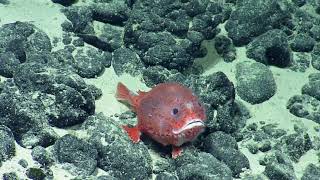 Meet the Adorable Anglerfish Named Chaunacops | Nautilus Live