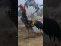 Rooster fighter