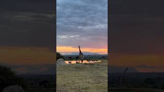 Giraffe Meets Elephant! The Herd Have a Special Visitor Today!