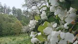 🏕️🌧️БЕЛАРУСКАЯ ДЕРЕВЕНЬКА. 7*МАЯ*2024.Погода шепчет, Сады отцветают,Холодно но Весело.Базарный день.