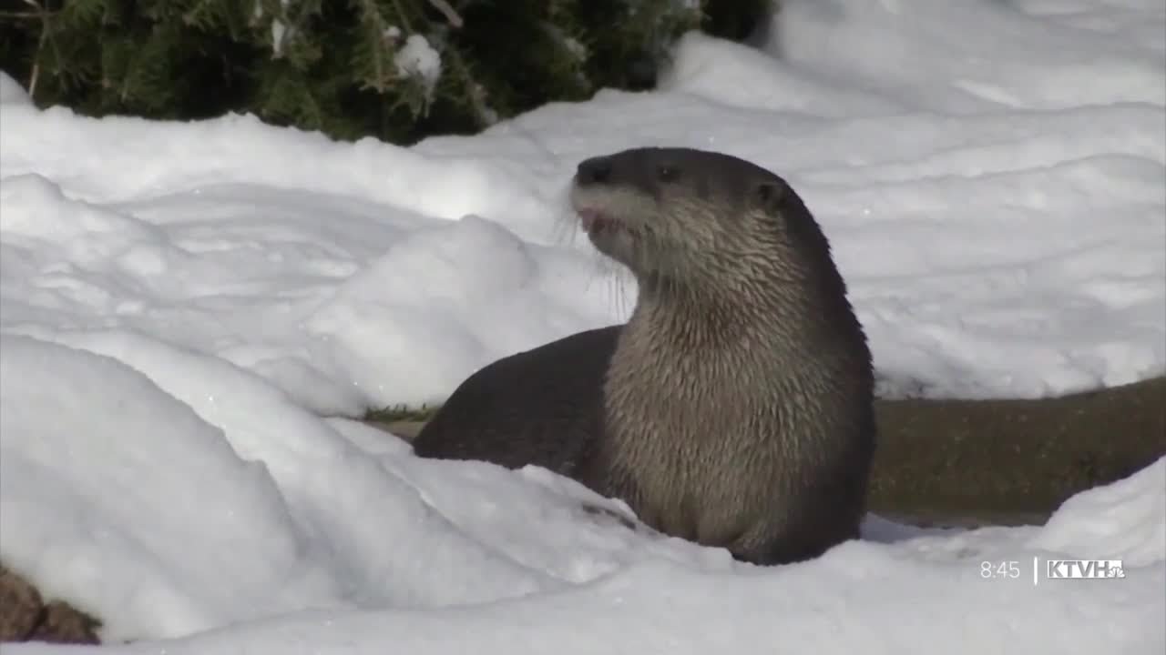 Otters send woman to hospital after violent attack (MTN Outdoors) - YouTube