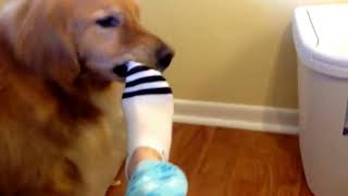 My Service Dog Hammer taking off my socks for me. One of the things he helps me with if I need it.