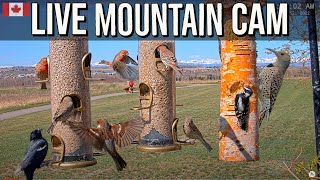 LIVE Rocky Mountain View Bird Feeder Cam  Canada 4K