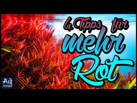 4 Tipps um