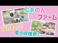 【夏の収穫祭!】たぁのんファームで採れた野菜で晩ご飯