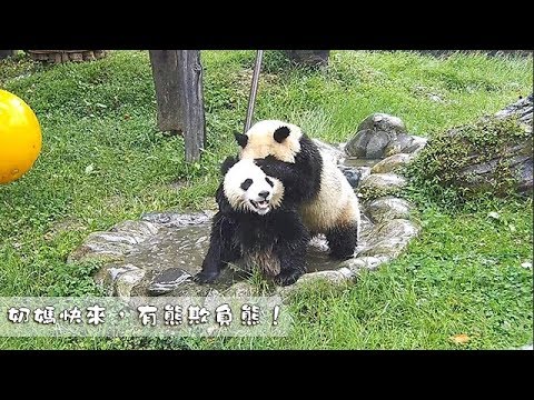 《熊貓早晚安》 奶媽快來，有熊欺負熊！| iPanda