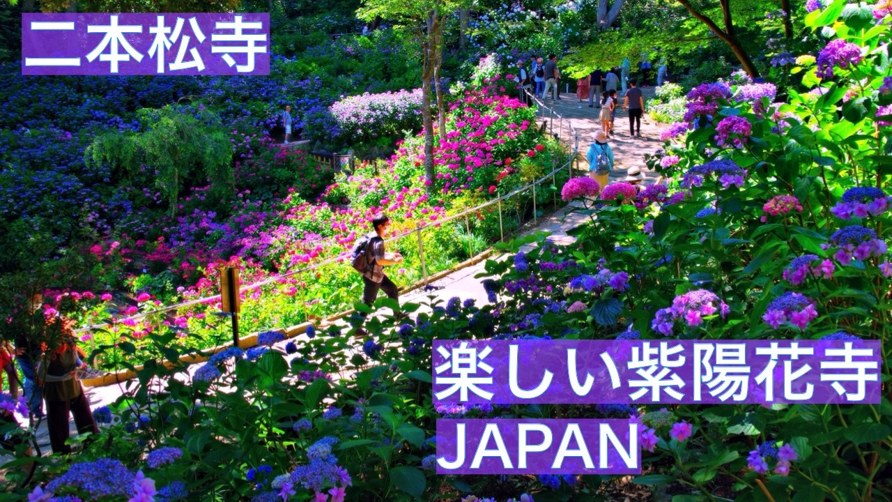 アジサイ】二本松寺あじさいの杜｜満開の紫陽花が埋め尽くす「あじさい