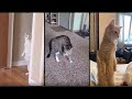 Funny Broken Cats 2 - Best Funniest Cats - All Funny Moments