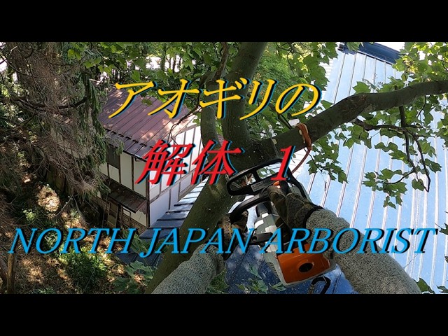 572.桐の木を解体する後編 - YouTube