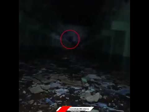 gray wolf vasu ghost video #graywolf - YouTube