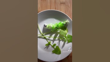 Cómo hacer gusanos de papel que se mueven para niños. #aprender #videoseducativos #videosparaniños