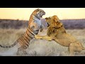 Tygrys kontra lew: kto jest prawdziwym królem zwierząt?